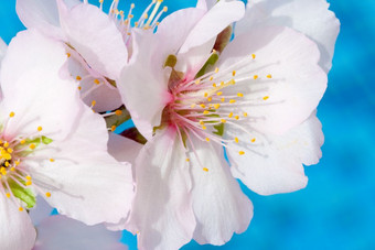 杏仁树粉红花朵杏仁树的岛塞浦路斯开花2月