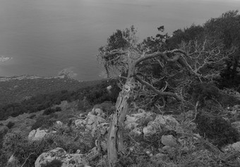 美丽的单色视图树和的地中海海的距离见过从阿佛洛狄忒徒步旅行小道阿卡玛斯半岛塞浦路斯