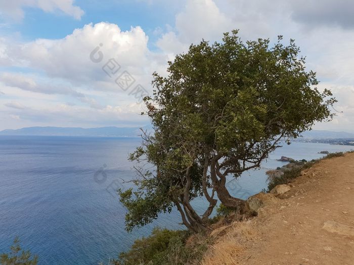 美丽的视图树悬崖以上的地中海海见过从阿佛洛狄忒徒步旅行小道阿卡玛斯半岛塞浦路斯