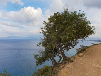 美丽的视图树悬崖以上的地中海海见过从阿佛洛狄忒徒步旅行小道阿卡玛斯半岛塞浦路斯