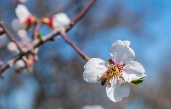 特写镜头蜜蜂杏仁树<strong>粉红花</strong>朵对蓝色的天空杏仁树的岛塞浦路斯开花2月