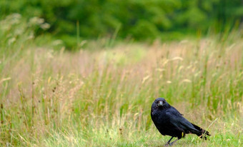 常见的乌鸦乌鸦座<strong>科</strong>拉克斯属乌鸦座也已知的的北部乌鸦<strong>全</strong>黑的雀形目鸟鸟拍摄场莱姆公园