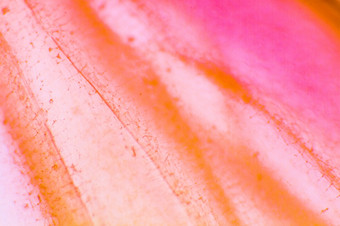 色素大洋葱细胞清晰的表皮细胞洋葱合适的摘要背景