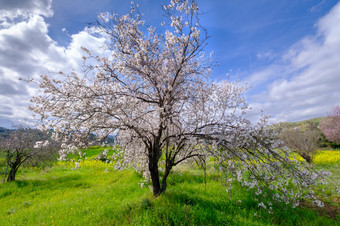 杏仁树与粉红花朵春天到来场景杏仁树开花晚些时候2月的岛塞浦路斯