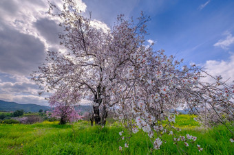 杏仁树与<strong>粉红花</strong>朵春天到来场景杏仁树开花晚些时候2月的岛塞浦路斯