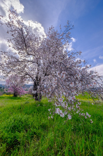杏仁树与<strong>粉红花</strong>朵春天到来场景杏仁树开花晚些时候2月的岛塞浦路斯