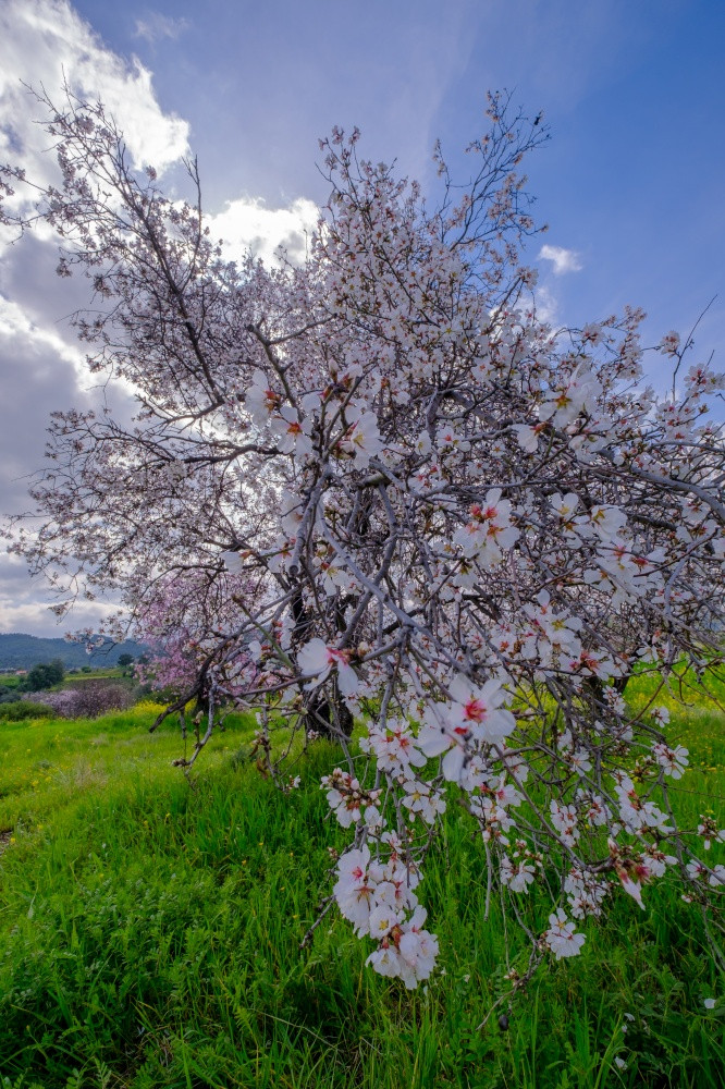 杏仁树与粉红花朵春天到来场景杏仁树开花晚些时候2月的岛塞浦路斯