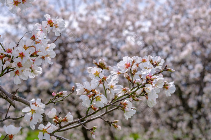 杏仁树树枝与粉红花朵春天到来场景杏仁树开花晚些时候2月的岛塞浦路斯