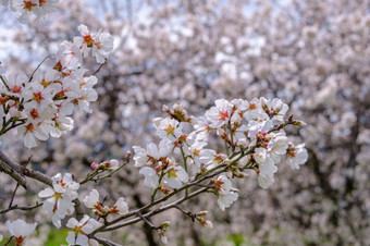 杏仁树树枝与<strong>粉红花</strong>朵春天到来场景杏仁树开花晚些时候2月的岛塞浦路斯