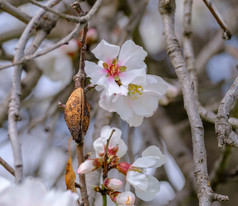 杏仁树嫩枝与粉红花朵和螺母壳牌春天到来场景杏仁树开花晚些时候2月的岛塞浦路斯