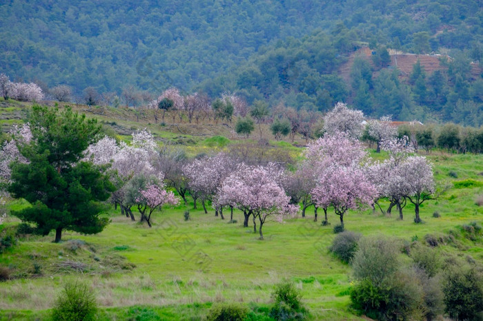 色彩斑斓的草地和杏仁树与粉红花朵的距离早期春天的岛塞浦路斯