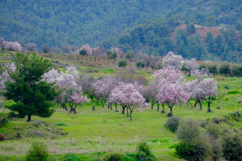 色彩斑斓的草地和杏仁树与<strong>粉红花</strong>朵的距离早期春天的岛塞浦路斯