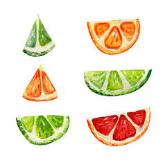 集与橙色葡萄柚和石灰段片地中海水果水彩孤立的柑橘类集与橙色葡萄柚和石灰段