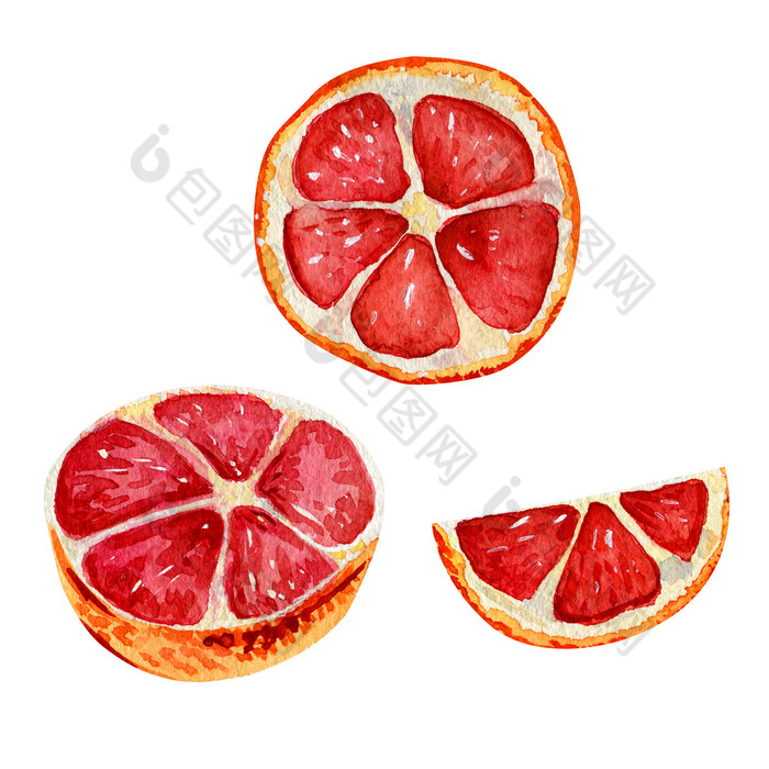 水彩集与葡萄柚片孤立的异国情调的水果白色背景水彩集与葡萄柚片