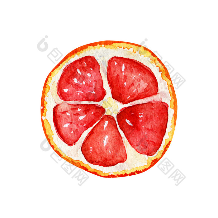 水彩孤立的葡萄柚片热带让人耳目一新异国情调的水果白色背景夏天概念水彩孤立的葡萄柚片