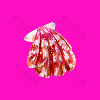 粉红色的妈妈。珍珠壳牌扇贝海双壳类扇贝科自然的世界海洋水下居民手画插图孤立的霓虹灯粉红色的背景夏天季节粉红色的妈妈。珍珠壳牌扇贝