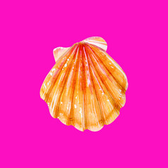 黄色的海壳牌扇贝海双壳类扇贝科自然的世界海洋水下居民手画插图孤立的霓虹灯粉红色的背景夏天季节黄色的海壳牌扇贝