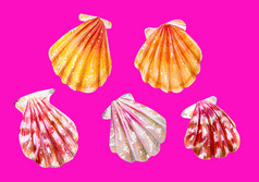 集五个海扇贝粉红色的黄色的和妈妈。珍珠双壳类扇贝科自然的世界海洋水下居民手画插图孤立的霓虹灯粉红色的backgroundsummer季节集五个海扇贝夏天季节