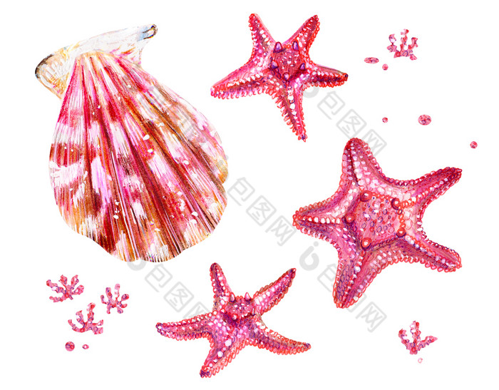 集海贝壳扇贝和海星星粉红色的和妈妈。珍珠蛤扇贝科和藻类自然的世界海洋水下居民夏天季节手画插图集海贝壳扇贝和海星星