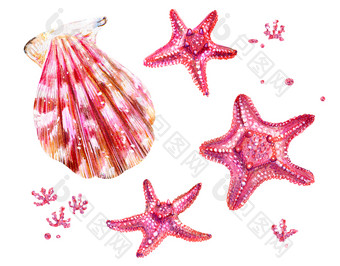 集海贝壳扇贝和海星星粉红色的和妈妈。珍珠蛤扇贝科和藻类自然的世界海洋水下居民夏天季节手画插图集海贝壳扇贝和海星星