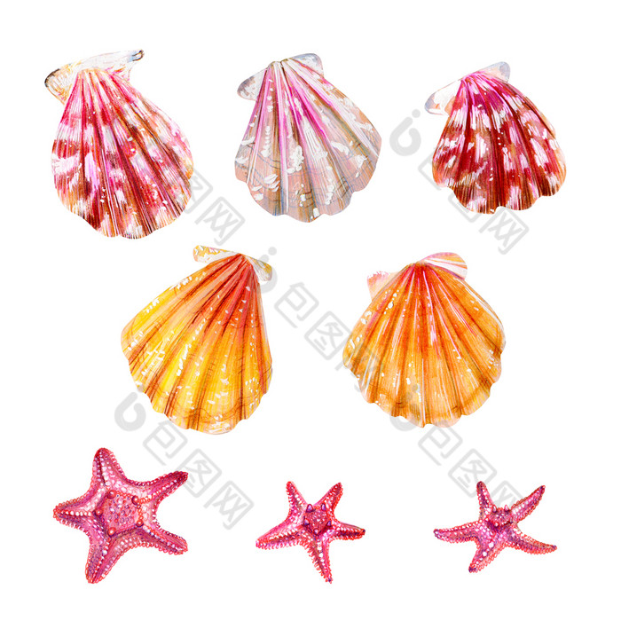 集海贝壳扇贝和海星星粉红色的黄色的和妈妈。珍珠双壳类扇贝科自然的世界海洋水下居民夏天季节手画插图集海贝壳扇贝和海星星