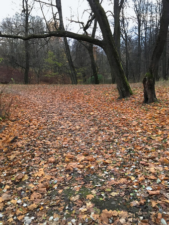 秋天混合森林森林景观秋天自然阴天气小道自然公园与树和黄色的树叶地毯下降秋天棕色（的）叶子秋天混合森林森林景观