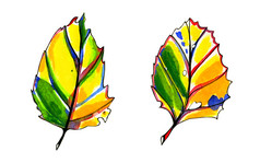 两个水彩程式化的图形秋天叶子手画柔和的黄色的橙色和绿色颜色蓝色的红色的和黑色的墨水轮廓孤立的对象白色背景两个水彩程式化的图形秋天叶子