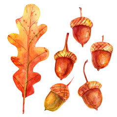 水彩插图与橡子的种子的树是橡木成分颜色与golden-ocher杯五个孤立的水果和一个叶白色背景秋天概念水彩插图与橡子