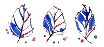 三个水彩程式化的图形秋天叶子手绘与黑色的蓝色的和红色的墨水与早期颜色滴的背景孤立的对象白色背景三个水彩程式化的图形秋天叶子