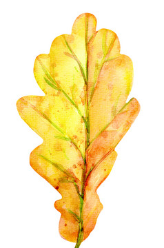 水彩秋天橡木叶一个黄色的叶与橙色绿色棕色（的）赭石红色的滴和溅颜色孤立的对象白色背景元素为设计水彩秋天集与橡木叶子