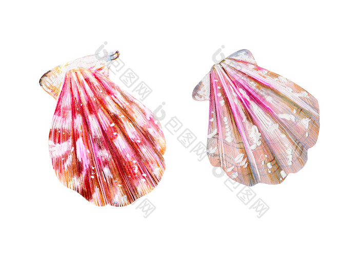 集两个孤立的海扇贝粉红色的和珍珠扇贝科蛤自然的世界海洋水下居民夏天季节手画插图集两个孤立的海扇贝