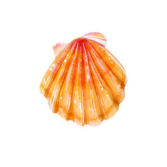 黄色的海壳牌扇贝海双壳类扇贝科自然的世界海洋水下居民手画插图孤立的白色背景夏天季节黄色的海壳牌扇贝