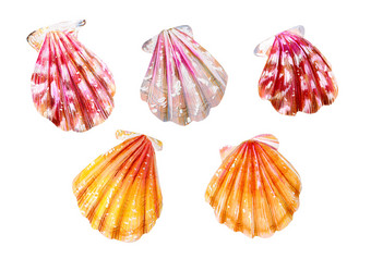 集五个海扇贝粉红色的黄色的和妈妈。珍珠双壳类扇贝科自然的世界海洋水下居民手画插图孤立的白色背景夏天季节集五个海扇贝夏天季节