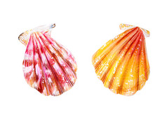 集两个孤立的海扇贝粉红色的珍珠母和黄色的蛤扇贝科自然的世界海洋水下居民夏天季节手画插图集两个孤立的海扇贝