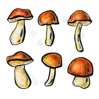 集六个蘑菇秋天概念porcini蘑菇牛肝菌属和帽牛肝菌属关闭蘑菇与红棕色帽子和白色腿一边视图集六个蘑菇秋天概念