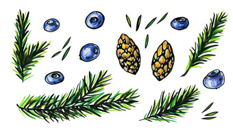 松分支机构视锥细胞针和蓝莓秋天概念明亮的对比图形插图与森林元素孤立的白色背景松分支机构视锥细胞针和蓝莓
