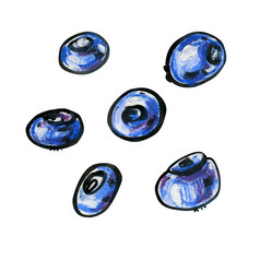 六个蓝莓白色背景图形卡通野生森林浆果蓝色的和紫色的与黑色的大纲六个蓝莓白色背景