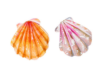 集两个孤立的海扇贝妈妈。珍珠与粉红色的和黄色的蛤扇贝科自然的世界<strong>海洋</strong>水下居民<strong>夏天</strong>季节集两个孤立的海扇贝