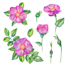 水彩集与野生玫瑰粉红色的花叶子味蕾和花束孤立的白色背景手画婚礼卡片设计元素玫瑰叶狗玫瑰玫瑰水彩集与野生玫瑰