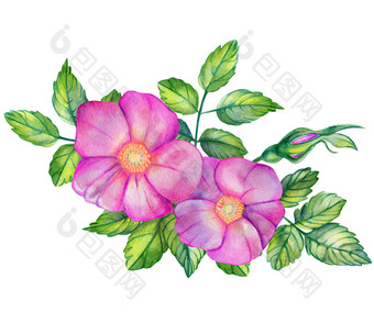 水彩花束与玫瑰臀部粉红色的花叶子分支机构和味蕾孤立的白色背景手画婚礼卡片设计元素蔷薇属叶玫瑰臀部玫瑰水彩花束与玫瑰臀部