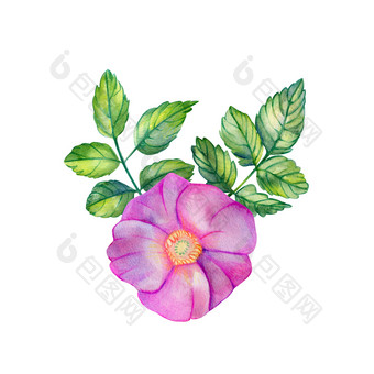 水彩花束与玫瑰臀部粉红色的花叶子和分支机构孤立的白色背景手画婚礼卡片设计元素蔷薇属叶玫瑰臀部玫瑰水彩花束与玫瑰臀部