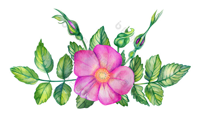 水彩花束与玫瑰臀部粉红色的花叶子分支机构和味蕾孤立的白色背景手画婚礼卡片设计元素蔷薇属叶玫瑰果玫瑰水彩花束与玫瑰臀部