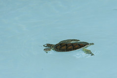 水乌龟