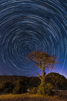 晚上和星星的海岸希拉里和一个树