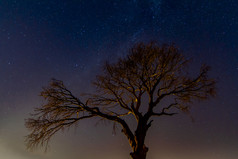 晚上和星星的海岸希拉里和一个树