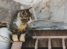 的恐惧和兴奋加沙的小猫