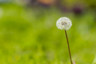 蒲公英与他们的魔法大炮那崩溃当他们打击走了的大多数迷人的植物的农村为所有