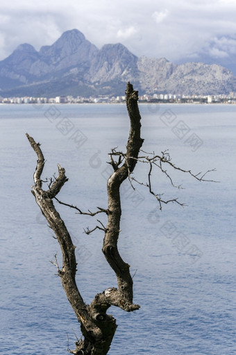 山和海的观点后面干涸的树安塔利亚