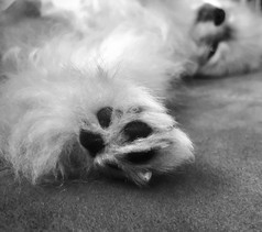 波美拉尼亚的狗rsquo脚黑色的和白色照片
