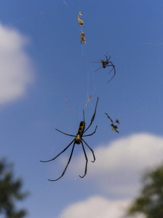 蜘蛛等待为它的猎物它的网络南非洲